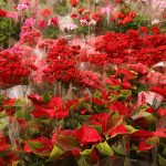 بازار گل محلاتی